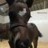 Spring Foaling